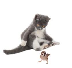 MSD012 Poes met vogel_558226570